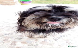Bichon Frise dogs for adoption: Meet TOTO - a Lovely small boy for a Loving Home - Image 2