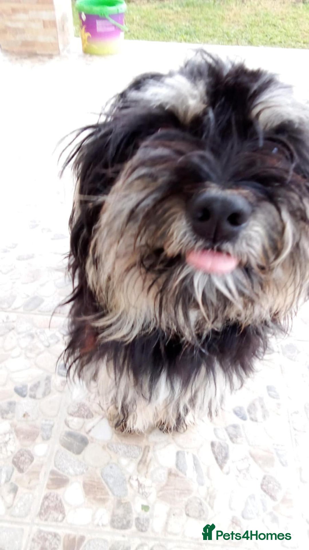 Bichon Frise dogs for adoption: Meet TOTO - a Lovely small boy for a Loving Home - Image 2