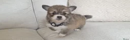Welsh Corgi Pembroke dogs for sale: 8 Beautiful Kc Welsh Corgi puppies ready soon... - Advert 12