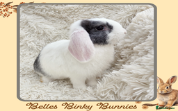 Mini Lop rabbits for sale: 🧡 READY NOW Mini Lop Doe 🧡 9wk old - Image 4