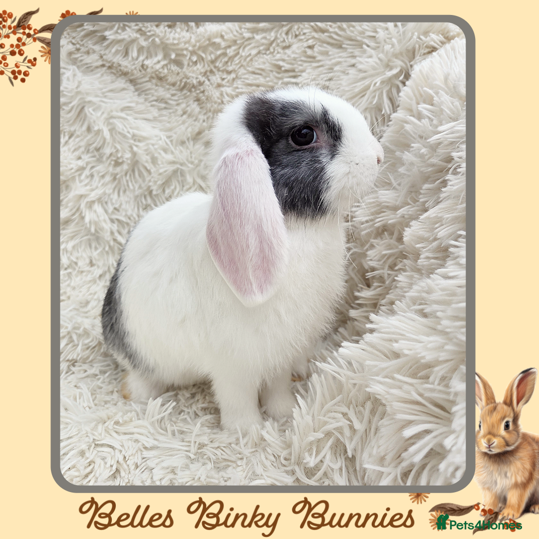 Mini Lop rabbits for sale: 🧡 READY NOW Mini Lop Doe 🧡 9wk old - Image 4