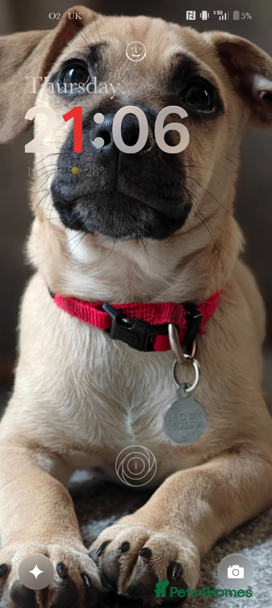 Mixed Breed dogs for sale: Meet Milo 🐶 in High Wycombe - Advert 2
