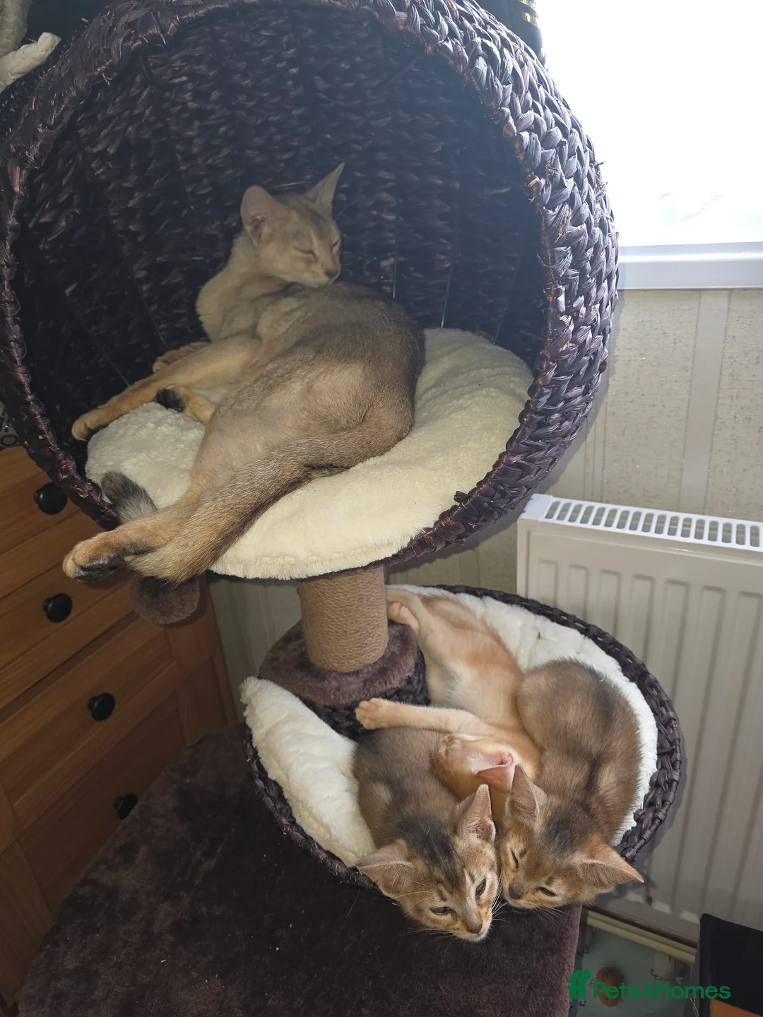 Abyssinian cats for sale: Rare colour beautiful Aby boys - Advert 5