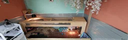 Tortoise reptiles for sale: Horsefield tortoise  in Oldham - Advert 5