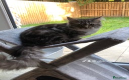 Maine Coon cats for sale: Female maine coon - Image 3