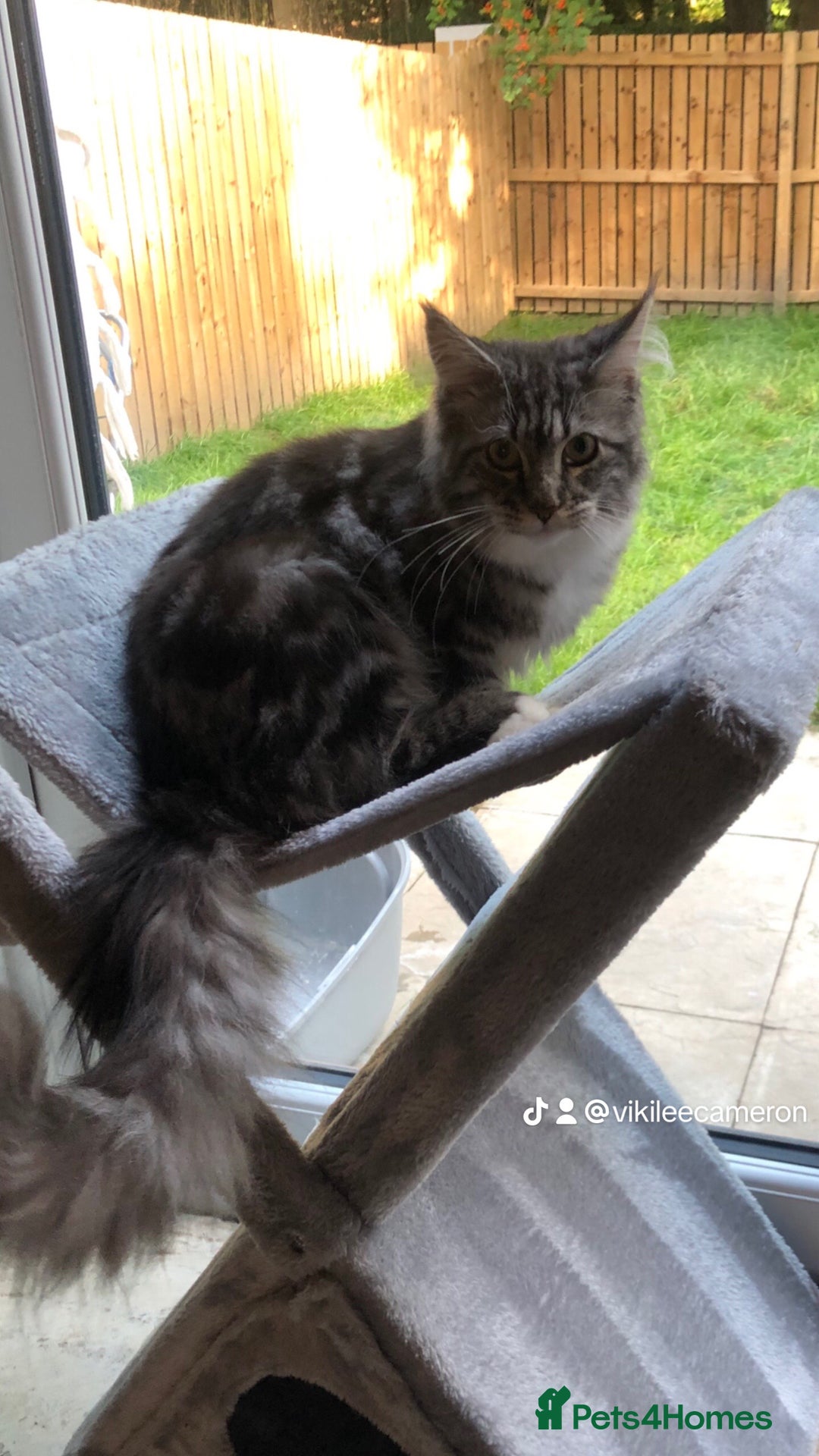 Maine Coon cats for sale: Female maine coon - Image 3