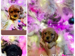 Cavapoo dogs F1b Cavapoo - Advert 5