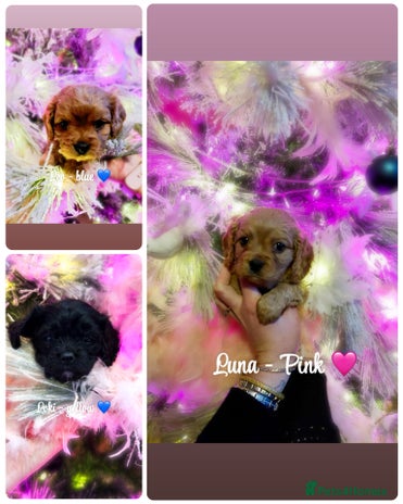 Cavapoo dogs F1b Cavapoo - Advert 8