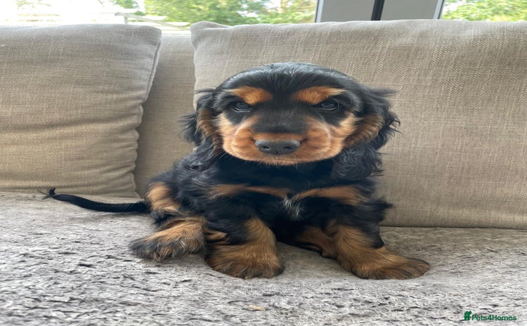Cocker Spaniel dogs - Advert 15