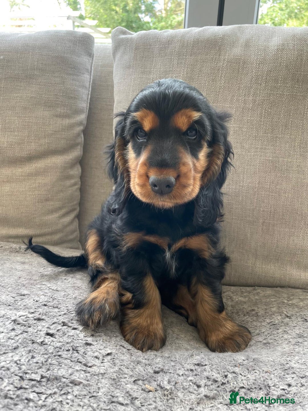 Cocker Spaniel dogs for sale: Show Cocker Spaniel - Image 1