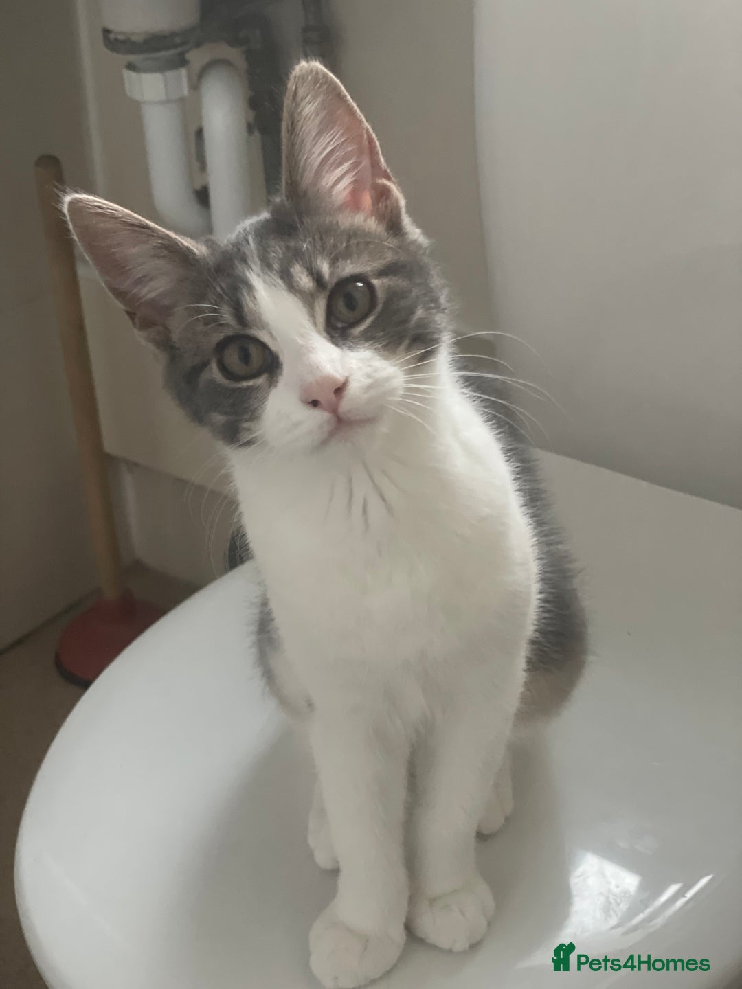 Mixed Breed cats for sale: *ADOPTION* 2 beautiful sisters  - Advert 7