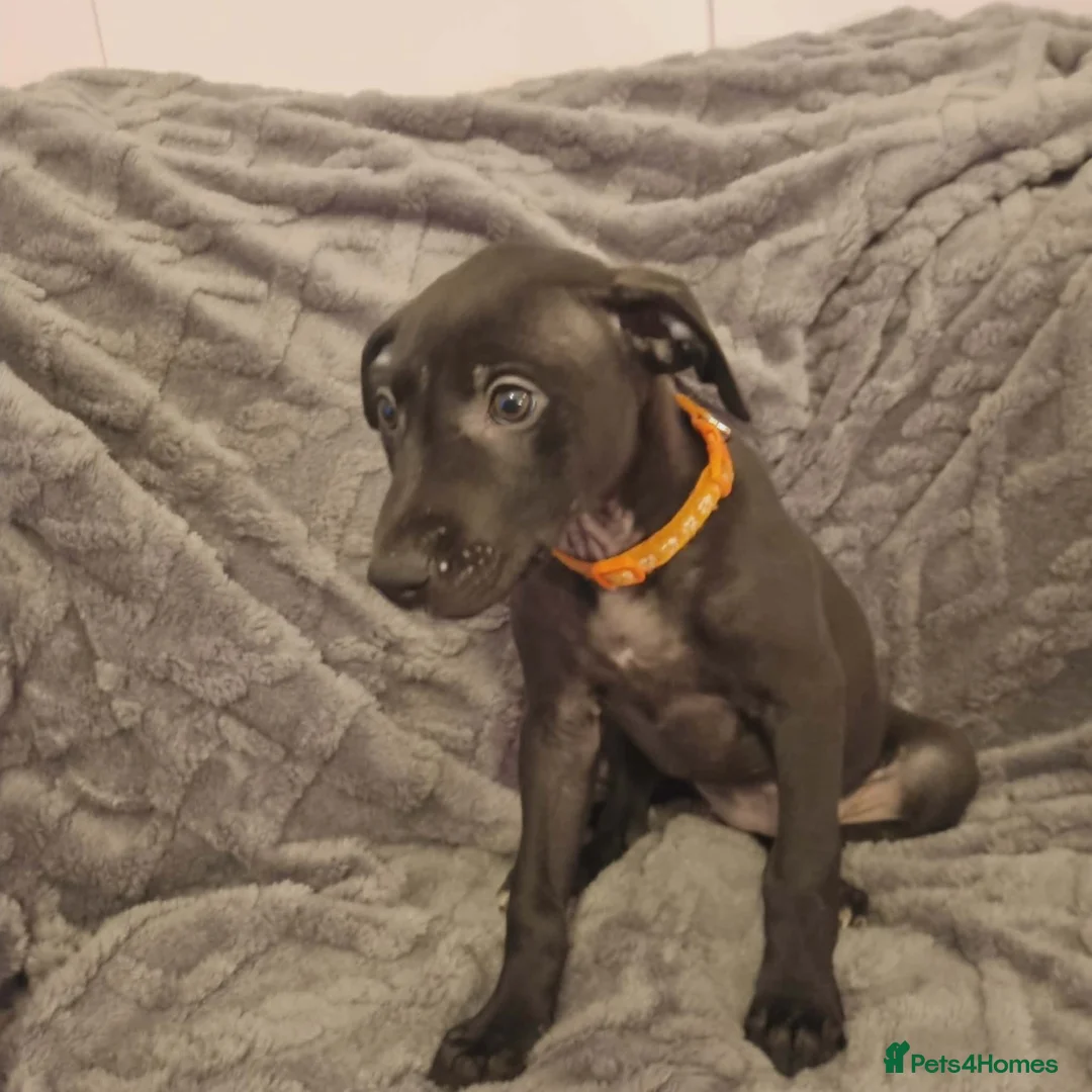 Mixed Breed dogs for sale: Bull/grey hounds  - Advert 8