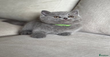 British Shorthair cats - Advert 16