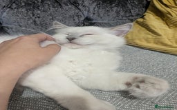 Ragdoll cats for sale: 💛*GCCF Registered *💛Pedigree Ragdoll kittens - Image 12