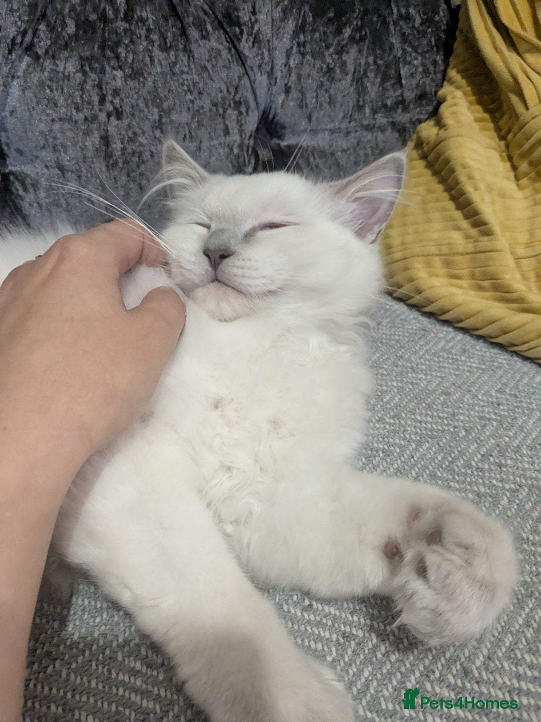 Ragdoll cats for sale: 💛*GCCF Registered *💛Pedigree Ragdoll kittens - Image 12