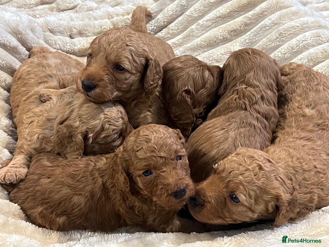 Cockapoo dogs for sale: Cockapoo puppy’s  - Image 3