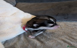 Alaskan Malamute dogs for sale: KC Alaskan malamute puppies champion lines - Image 36