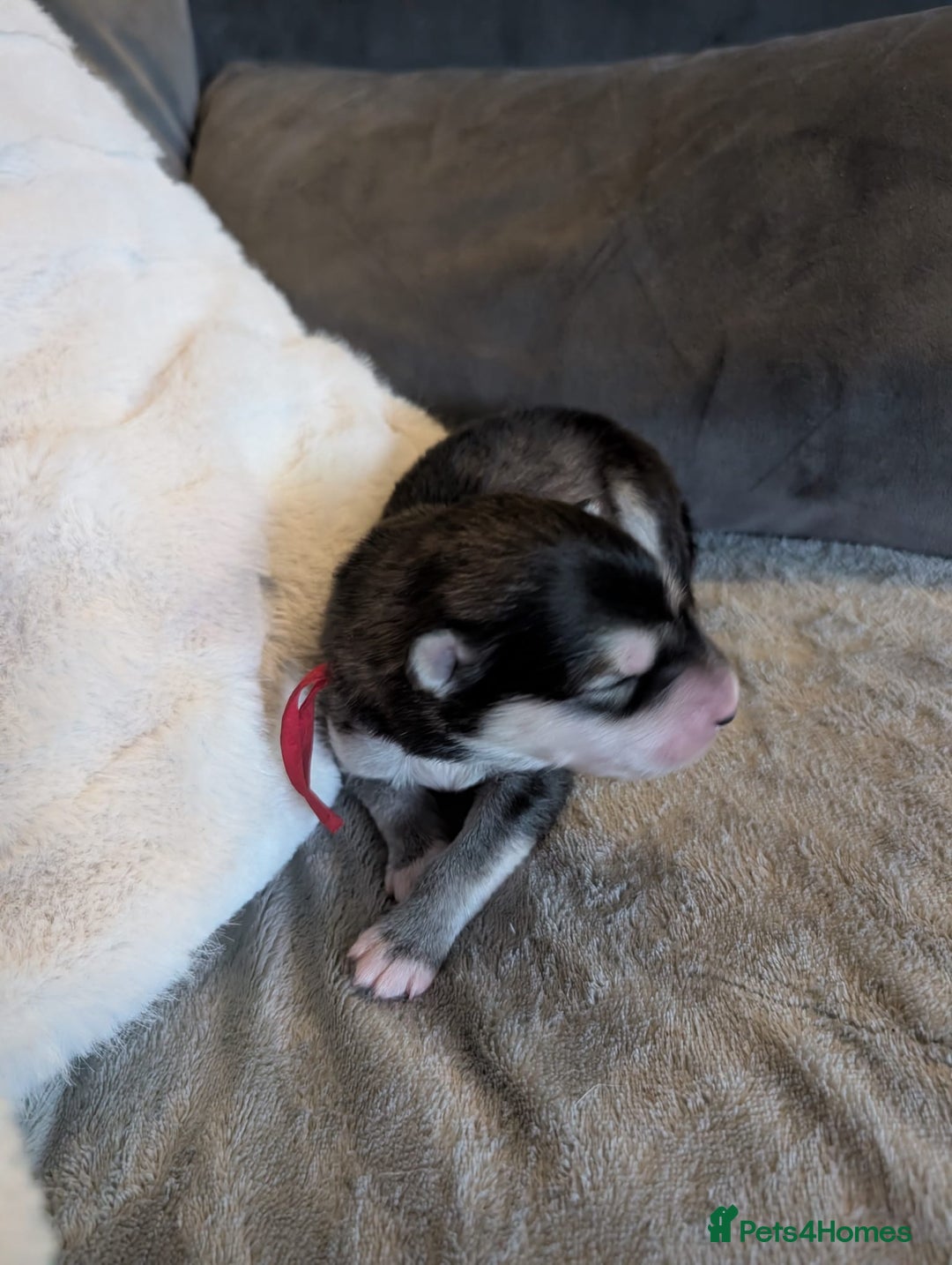 Alaskan Malamute dogs for sale: KC Alaskan malamute puppies champion lines - Image 36