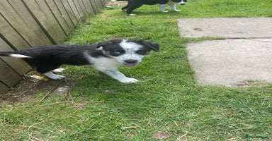Border Collie dogs - Advert 8
