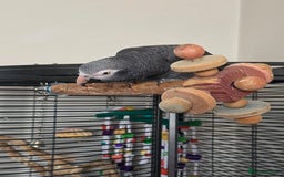 Parrots birds for sale: Timneh african grey  - Image 6