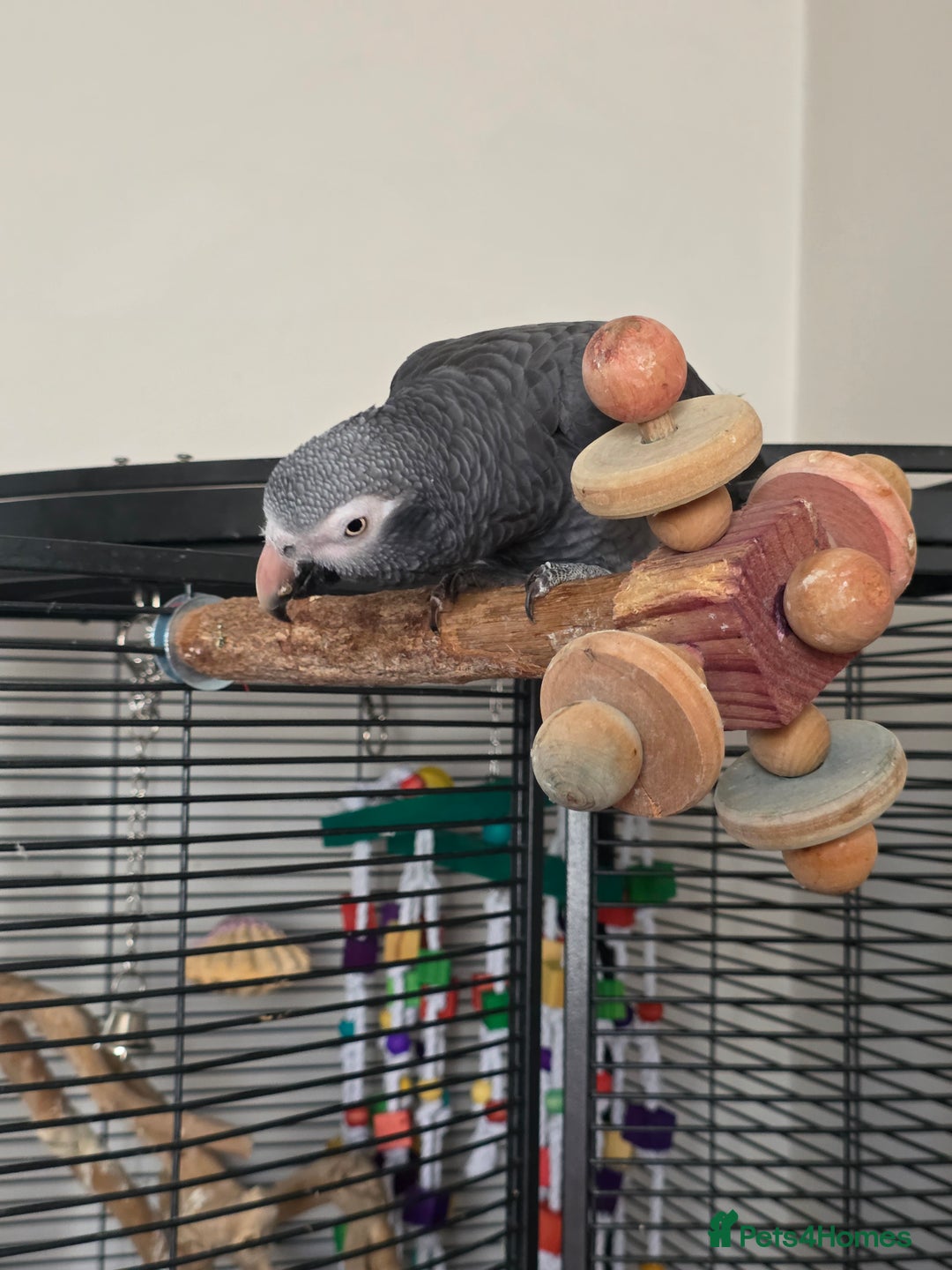 Parrots birds for sale: Timneh african grey  - Image 6