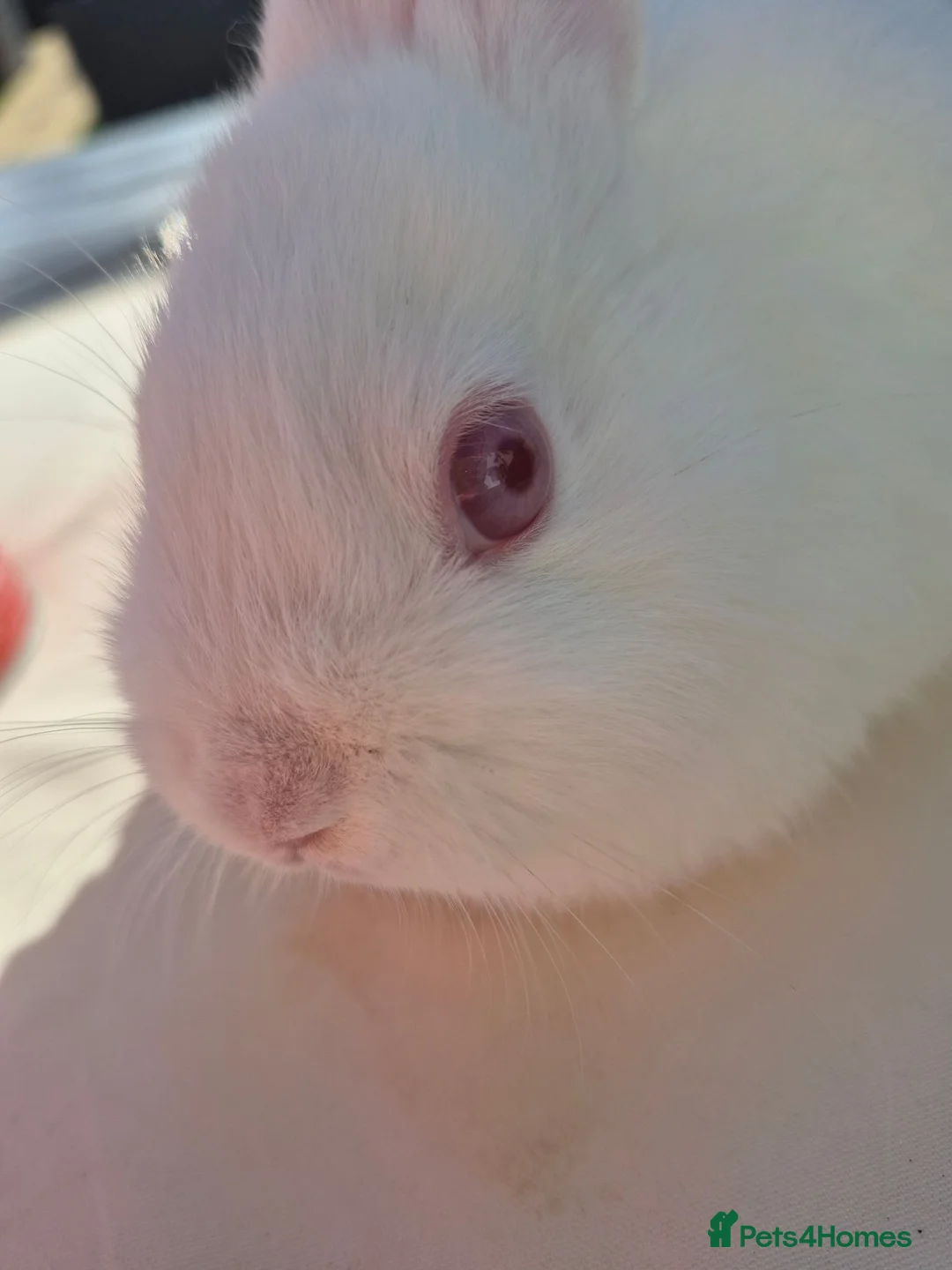 Netherland Dwarf rabbits for sale: Tiny netherland dwarfs - Advert 2