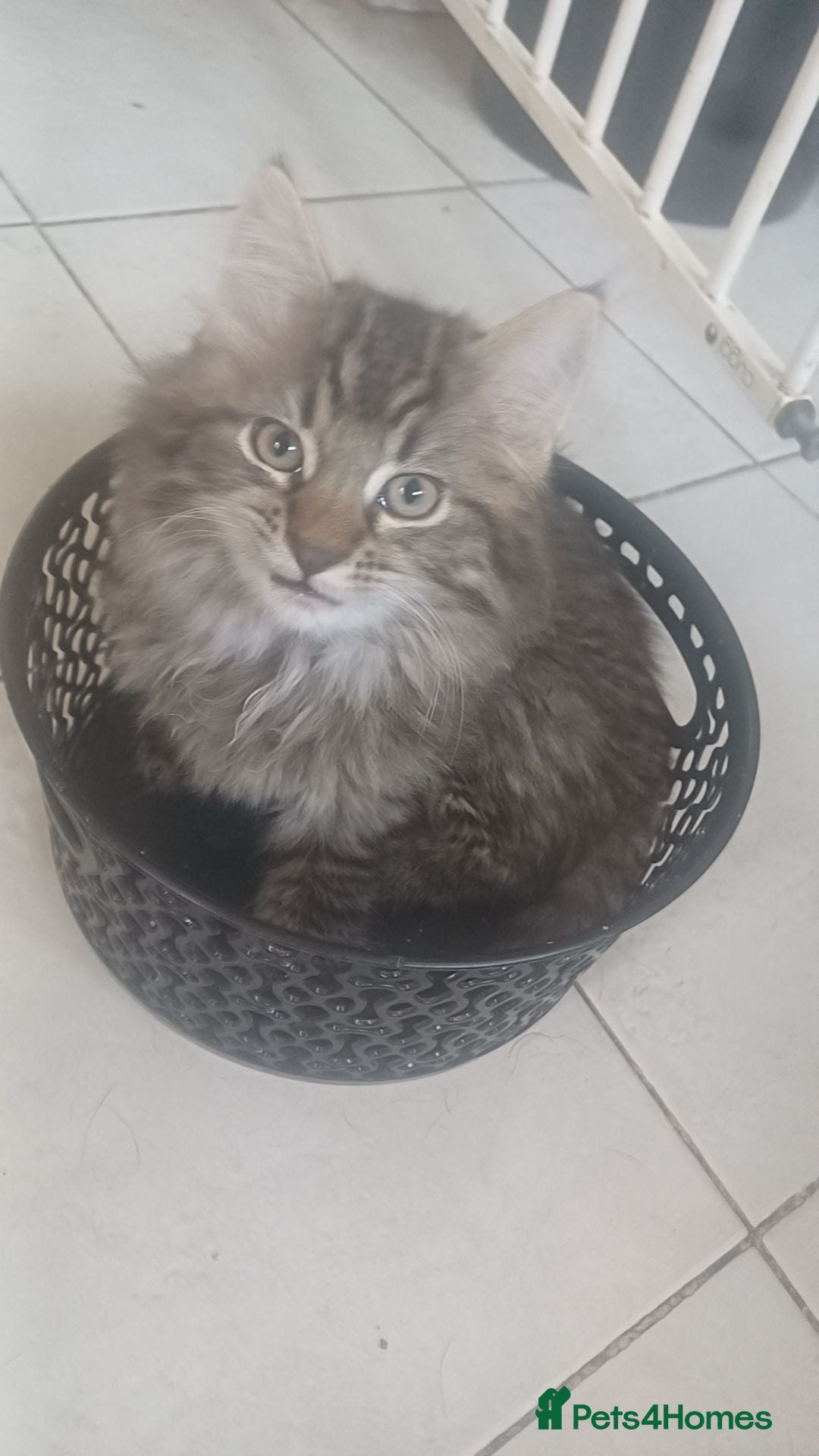 Mixed Breed cats Norwegian Forest cross Fluff Ball - Advert 3