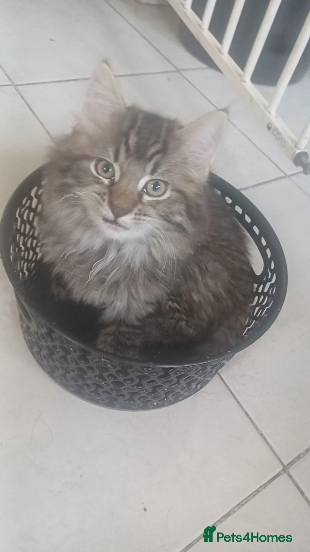 Mixed Breed cats for sale: Norwegian Forest cross Fluff Ball in Nottingham - Advert 1