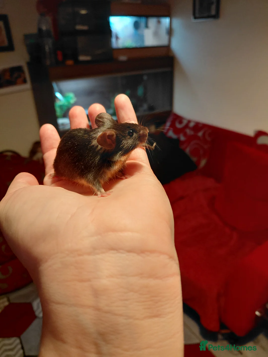 Mouse rodents for sale: Two male mice - Advert 2