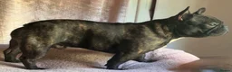 French Bulldog dogs for stud: Standard brindle stud  - Advert 7