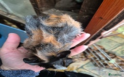 Guinea Pig rodents for sale: Gorgeous purebred baby Abyssinian guinea pigs - Advert 5