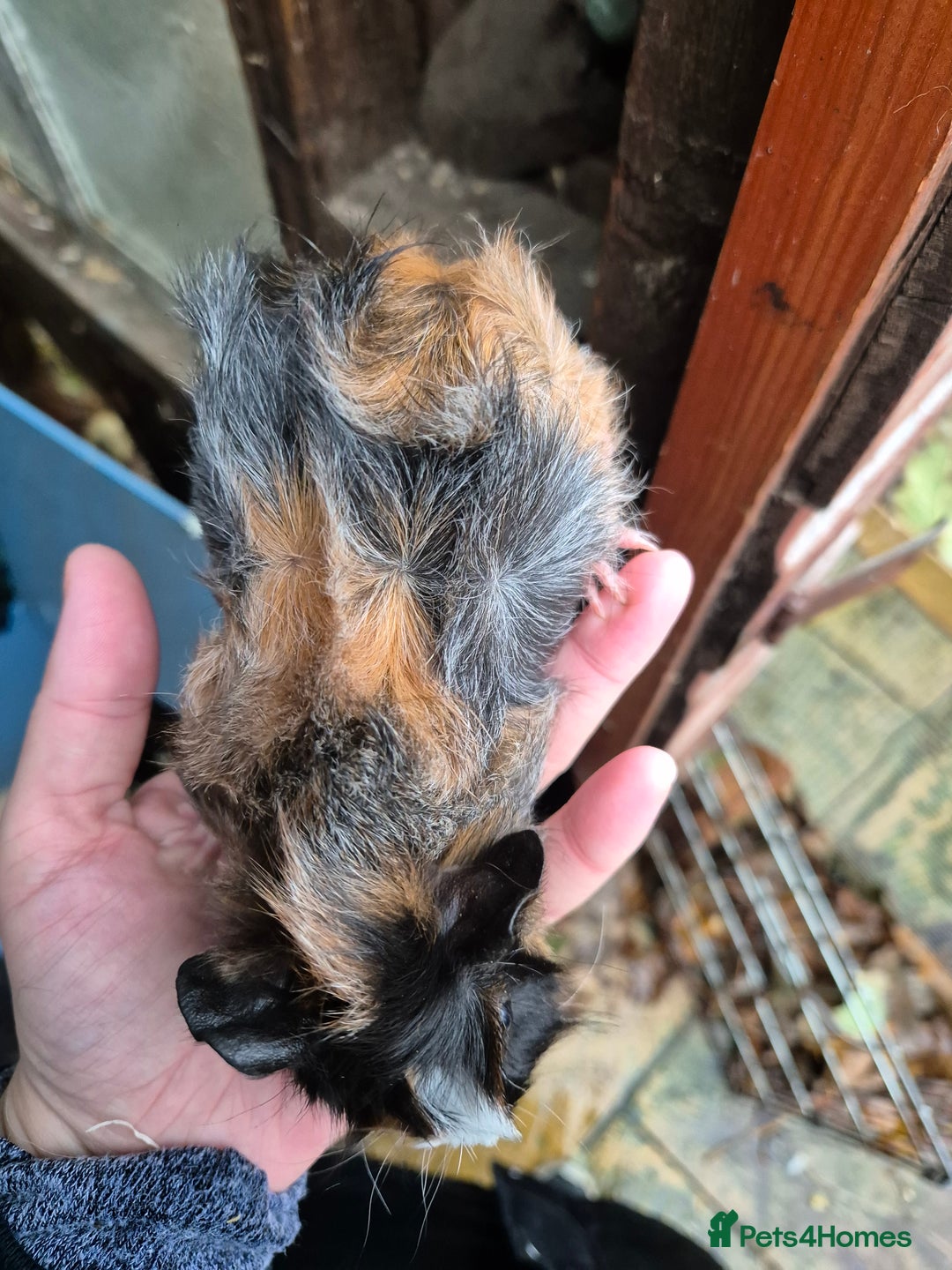 Guinea Pig rodents for sale: Gorgeous purebred baby Abyssinian guinea pigs - Advert 5