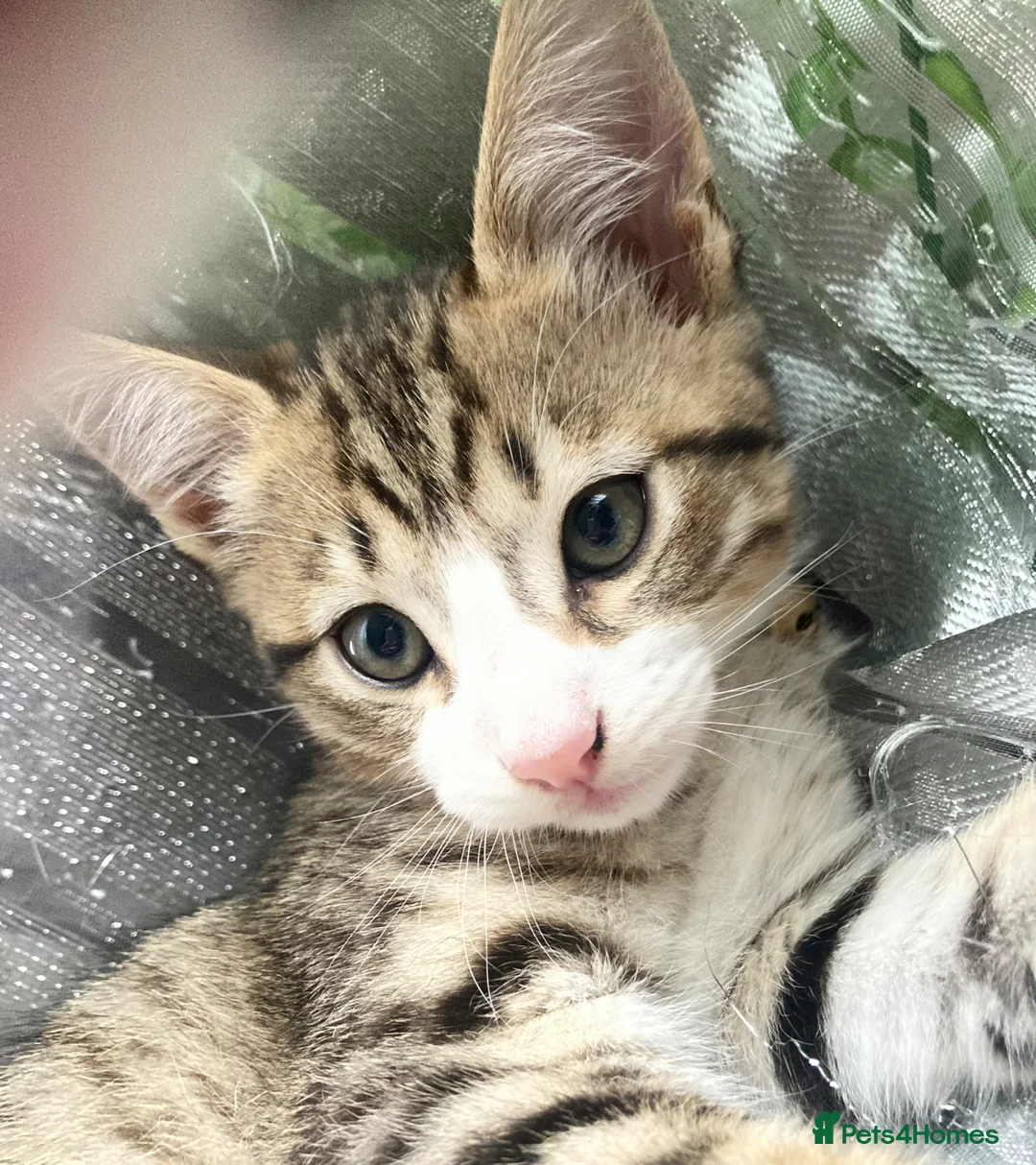 Mixed Breed cats for sale: Bambi - Female Siamese Kitten - Advert 1