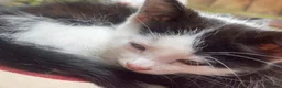 Mixed Breed cats for sale: Mixture of black & white ready to go mixed breed - Advert 10
