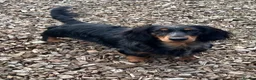 Dachshund dogs for stud: Standard Silver Dapple Long Haired Dachshund Stud in Bishop Auckland - Advert 5