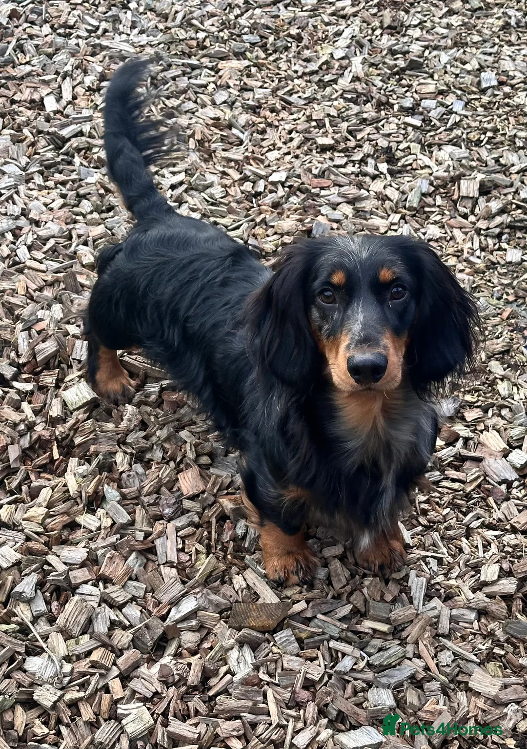 Dachshund dogs for stud: Standard Silver Dapple Long Haired Dachshund Stud in Bishop Auckland - Advert 5
