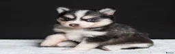Pomsky dogs for sale: 5 girls and 3 boys are searching for 5 star homes - Advert 2