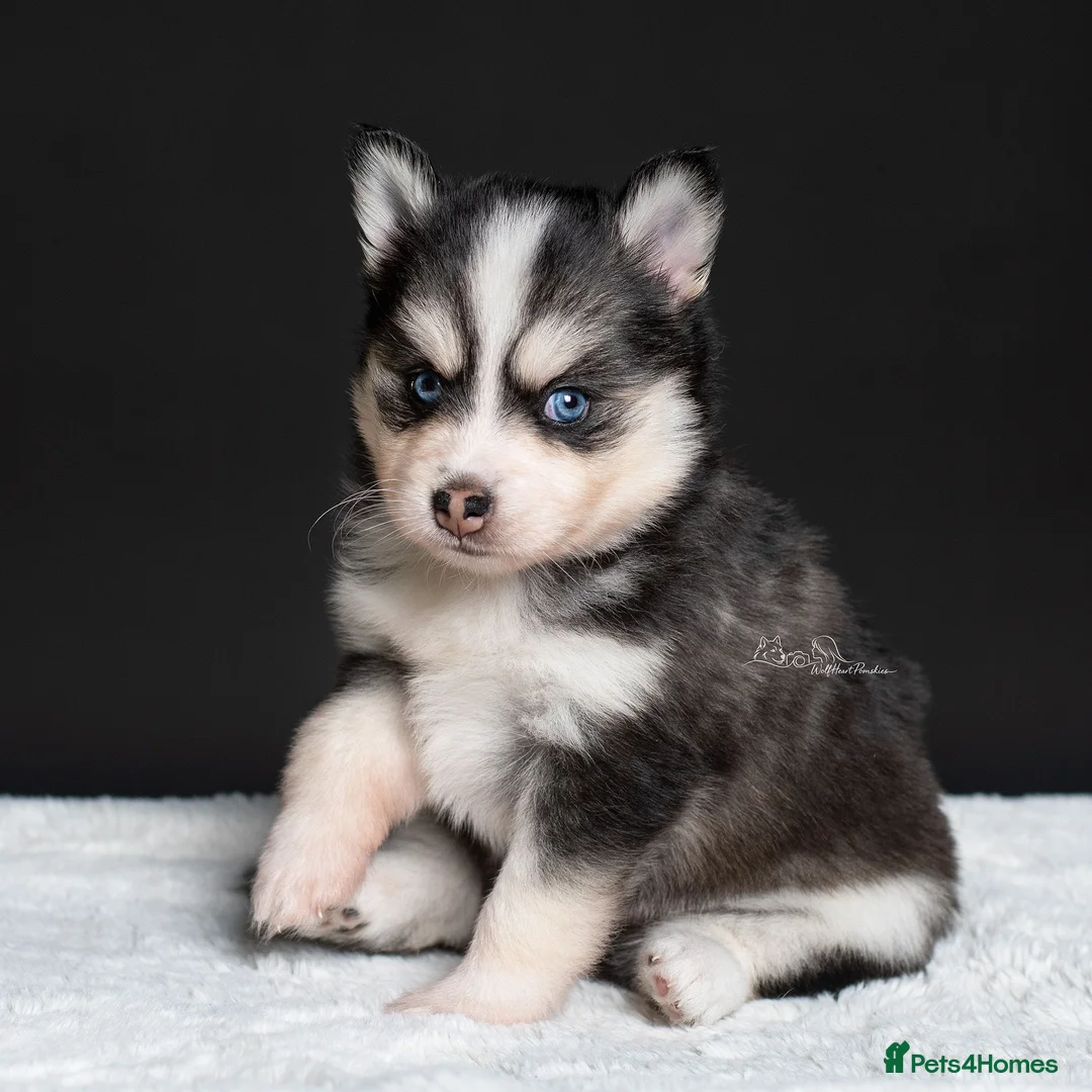 Pomsky dogs for sale: 5 girls and 3 boys are searching for 5 star homes - Advert 2