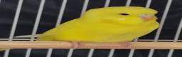 Budgerigars birds for sale: Beautiful Baby Budgies  - Advert 6