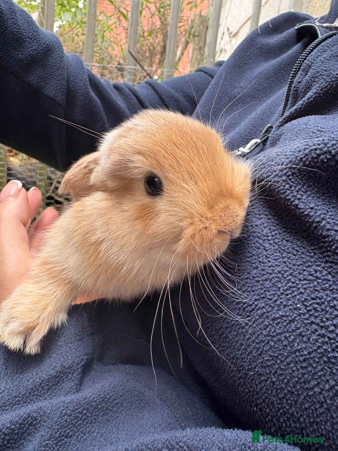 Mixed Breed rabbits for sale: Baby rabbits  - Image 5