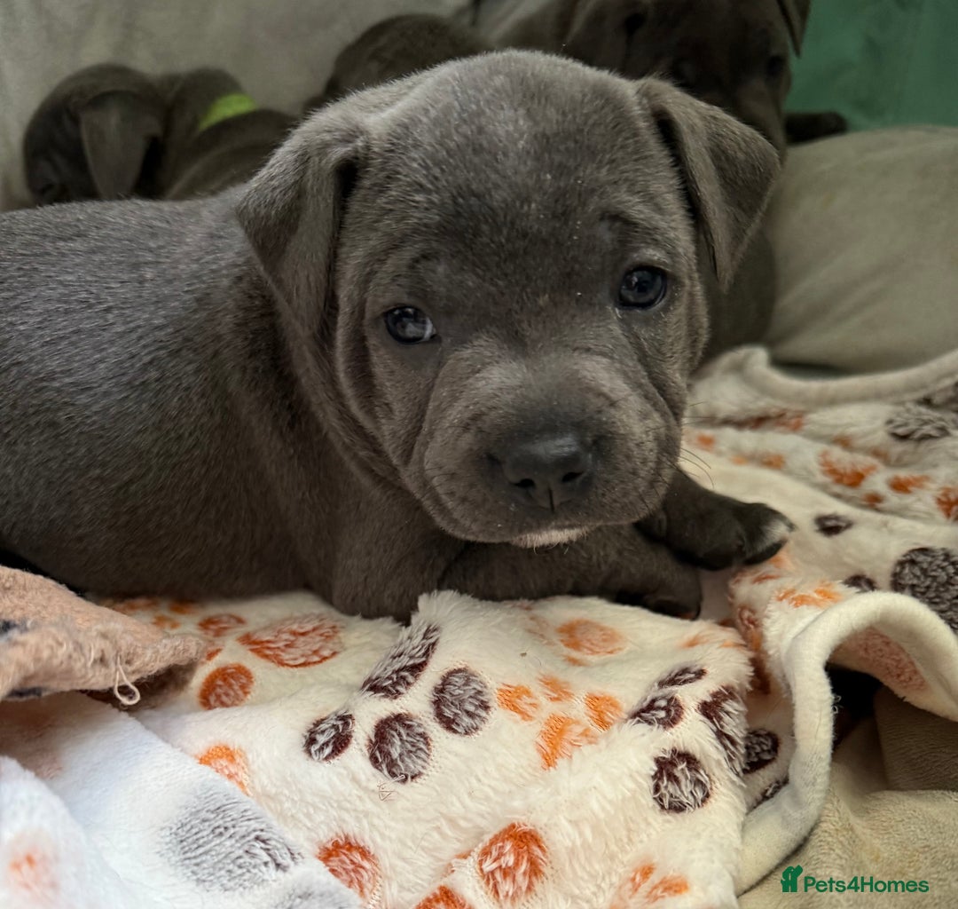 Staffordshire Bull Terrier dogs for sale: KC Registered Exceptional Blue Staffies - Advert 22