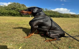 Dobermann dogs for stud: Elite European Doberman Stud – Champion Bloodlines - Image 21