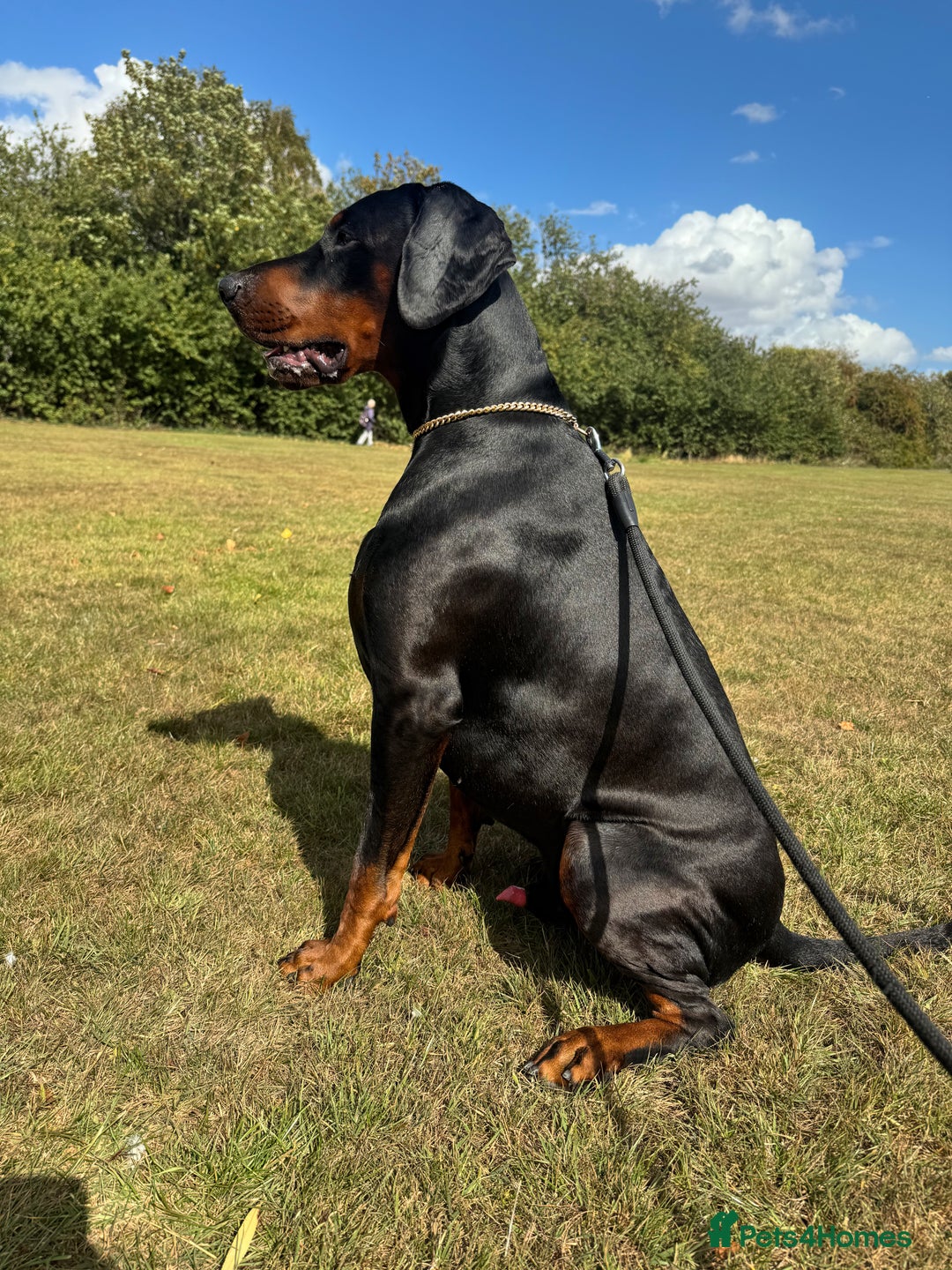 Dobermann dogs for stud: Elite European Doberman Stud – Champion Bloodlines - Image 21