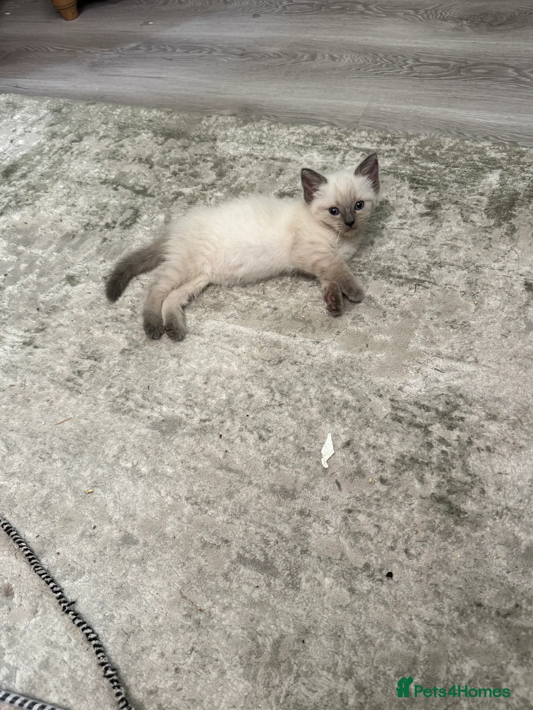 Ragdoll cats for sale: Pure Ragdoll kittens - blue point /chocolate - Advert 2