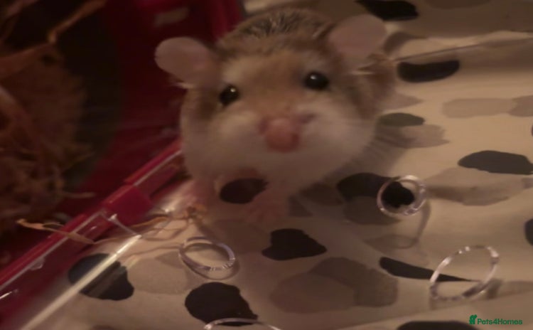 Hamster rodents - Advert 2