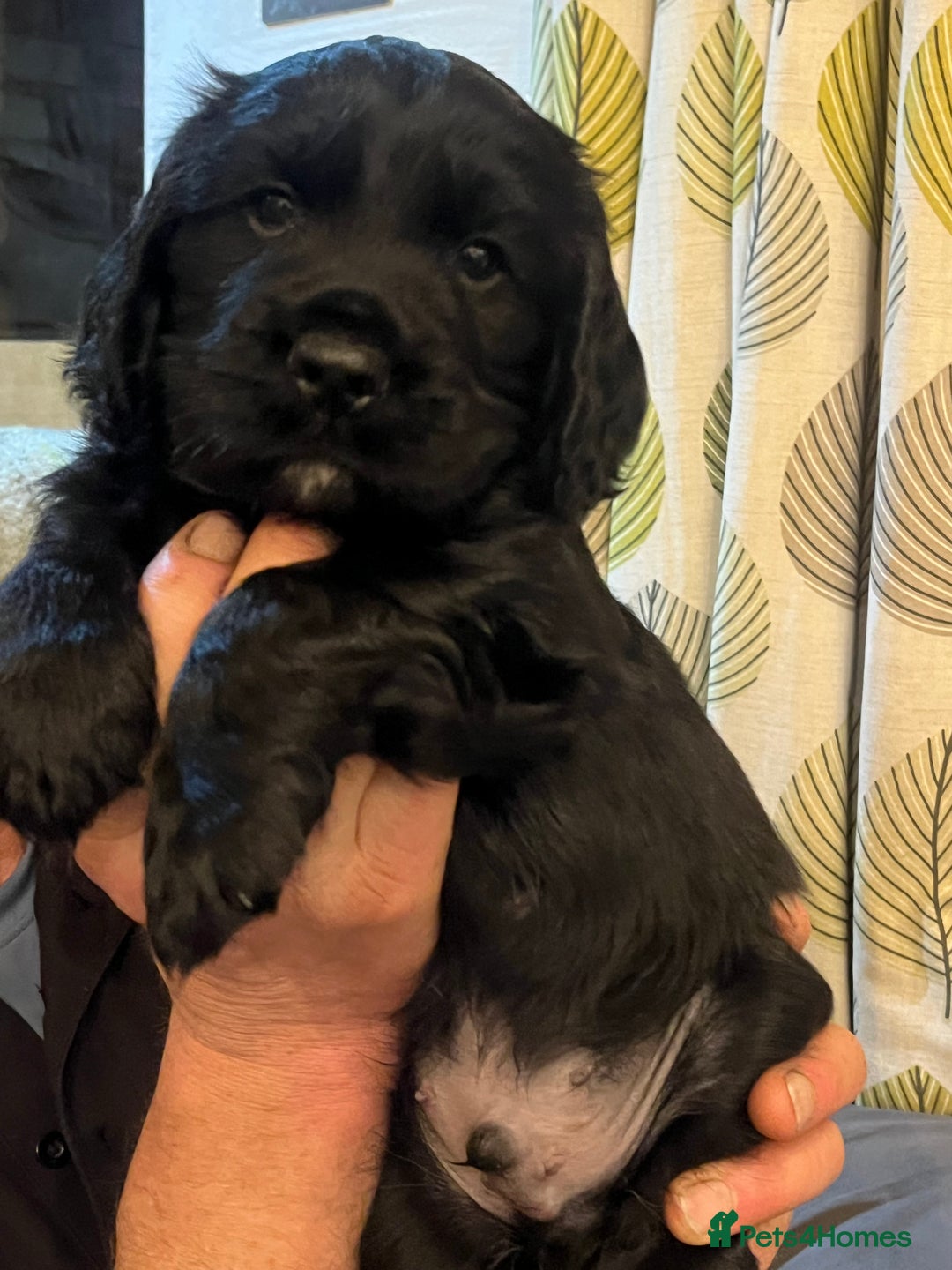 Cocker Spaniel dogs for sale: Gorgeous working cocker spaniel puppies for sale  - Advert 3