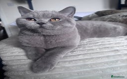 British Shorthair cats for sale: Beautiful lilac British shorthair  - Image 7