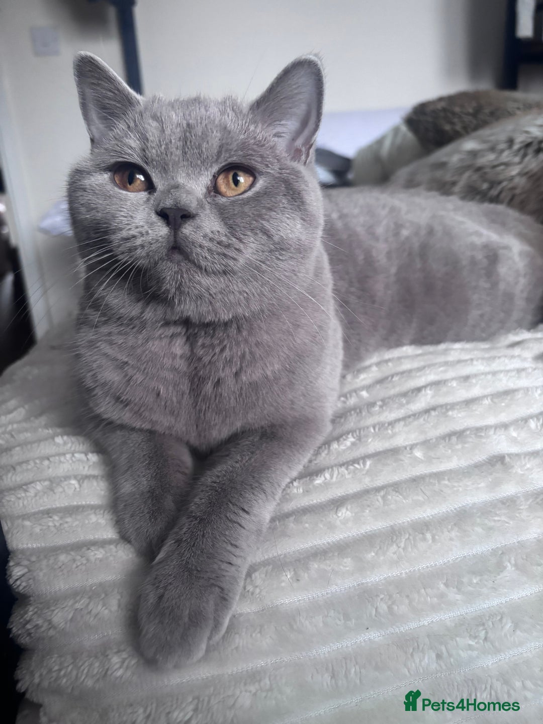 British Shorthair cats for sale: Beautiful lilac British shorthair  - Image 7