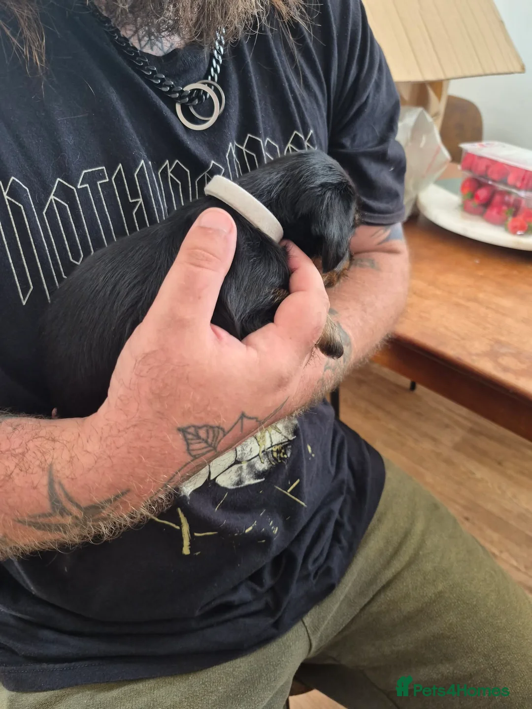 Mixed Breed dogs for sale: 1 Male and 3 Female Dorkies in Southampton - Advert 2