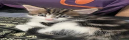 Mixed Breed cats for sale: Kittens  in Brighton - Advert 8